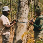 Beyond protecting Zimbabwe’s wildlife: Female rangers drive reforestation in Hurungwe
