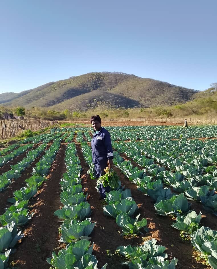 Irrigation Scheme Initiative Empowers Women in Zimbabwe’s Rural Communities