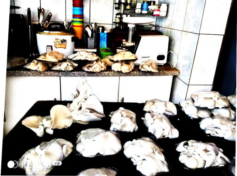 How Future of Hope Foundation is Empowering Zimbabwean Youths through Mushroom Farming