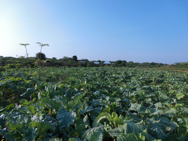 How Wamama Twaweza is Turning Kakuma Refugee Camp into a Vegetable Hub
