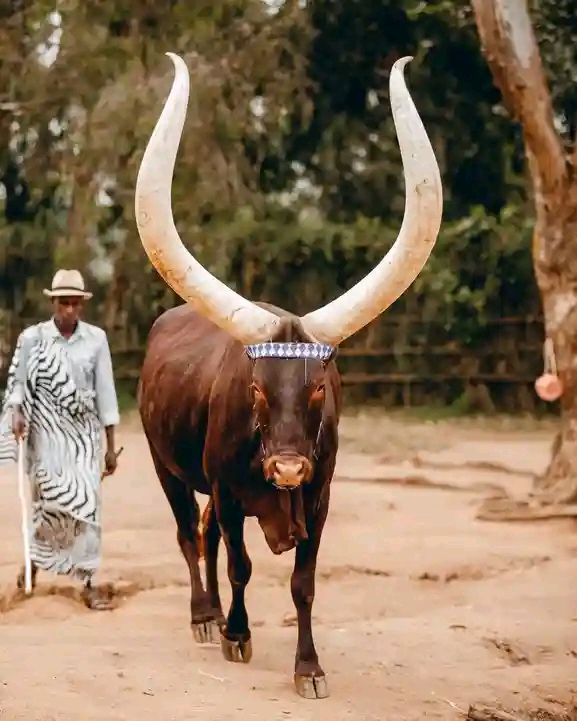 Inyambo: The Royal Cattle That Define Rwanda’s Cultural Identity