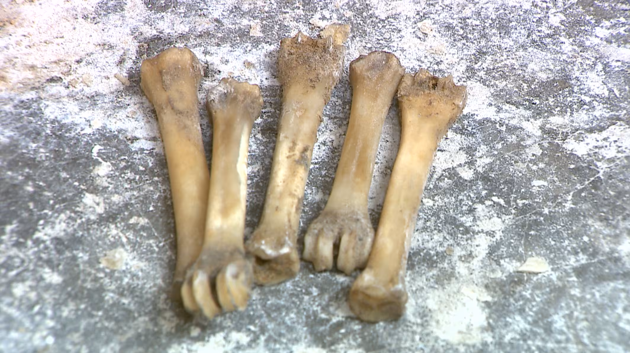 Breathing New Life into Bones: One Artist Cleaning the Earth with Art